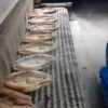Blast Freezer, 2T, IQF - view 6