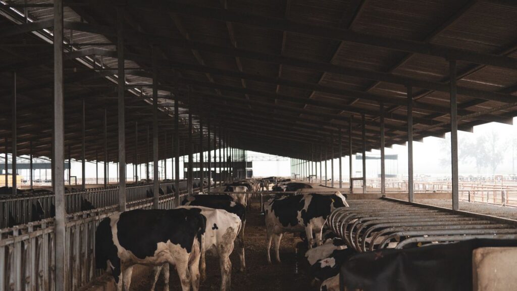 Dairy Barn Ventilation & Cow Cooling