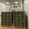 Doluyo Supermarket Freezer, 7.09, R404A - view 4