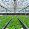 Greenhouse Air Circulation Fan, 220v/380V, Electric - view 3