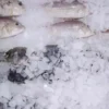 Ice Machines, 1500kg, PB-1500 - view 3