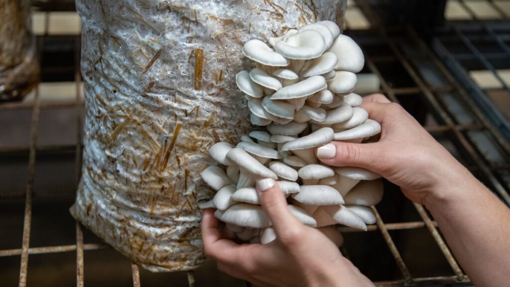 Mushroom Growing Climate Control