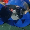 Portable Axial Ventilation Fan, 18'', 450mm, 1450RPM - view 6
