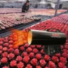 Portable Gas Heater, 110V, FAST HEATING - view 3