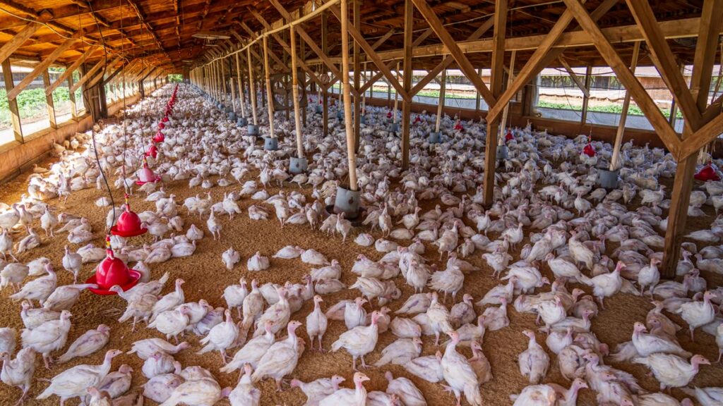 Poultry & Livestock House Ventilation