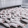 Small Iqf Tunnel Freezer, Stainless, Steel - view 5