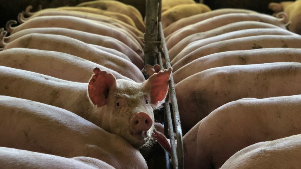Swine Barn Ventilation