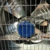 Extractor, 600mm, 120 V, Electric - view 4