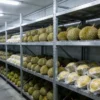Freezer, 110v~480v, 10 W - view 3