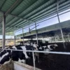Husbandry Other Ventilation Fan, HVLS, 220V, 6500 - view 3