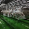 Thawing Equipment, 220V, 500 to 3000 kg - view 6